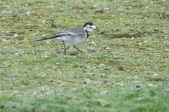 Motacilla alba alba