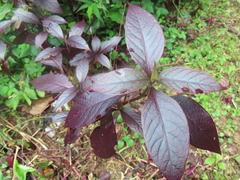 Alternanthera brasiliana