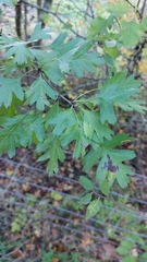 Crataegus monogyna
