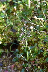 Poa arctica