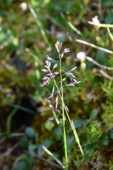 Poa arctica