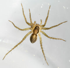 Pardosa littoralis