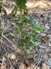 Ageratina jucunda