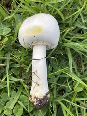 Agaricus xanthodermus