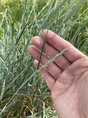Elymus smithii