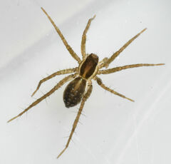 Pardosa littoralis