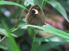 Mycalesis junonia