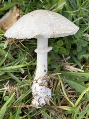 Leucoagaricus leucothites