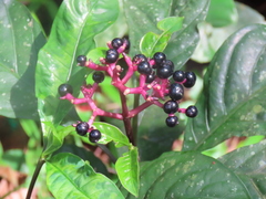 Chassalia curviflora