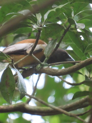 Dendrocitta vagabunda