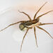 Saltmarsh Thin-legged Wolf Spider - Photo (c) Eric Neubauer, some rights reserved (CC BY-NC), uploaded by Eric Neubauer