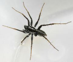 Pardosa littoralis