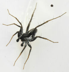 Pardosa littoralis