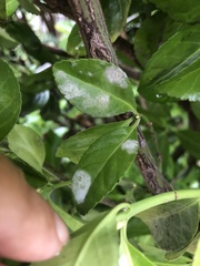 Erysiphe euonymicola