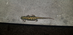 Triturus marmoratus