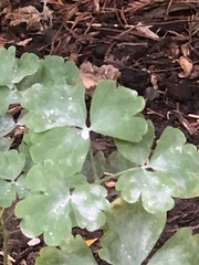 Erysiphe aquilegiae