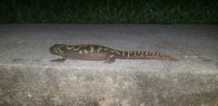 Triturus marmoratus
