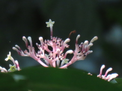 Chassalia curviflora