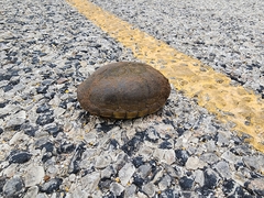 Kinosternon flavescens