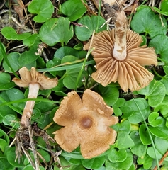 Inocybe fuscidula