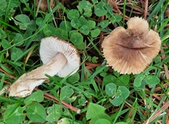 Inocybe fuscidula