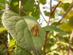 Vespula flavopilosa
