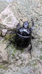 Typhaeus typhoeus