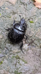 Typhaeus typhoeus