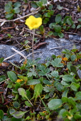 Potentilla uniflora
