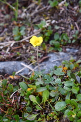 Potentilla uniflora