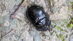 Typhaeus typhoeus