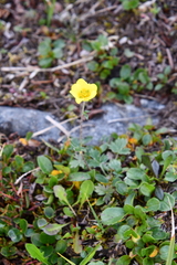 Potentilla uniflora