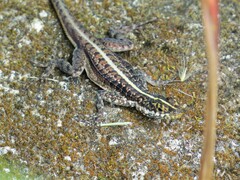 Tropidurus semitaeniatus