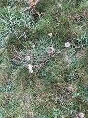 Sisymbrium officinale