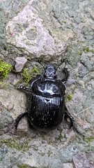 Typhaeus typhoeus