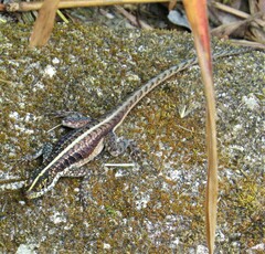 Tropidurus semitaeniatus