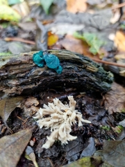 Clavulina coralloides