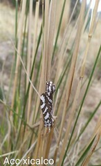 Arachnis dilecta