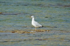 Chroicocephalus genei