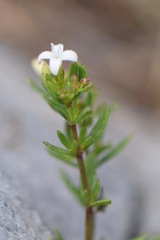 Stenaria nigricans