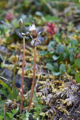 Taraxacum arcticum