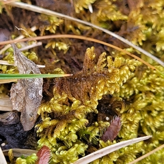 Pseudostereodon procerrimus