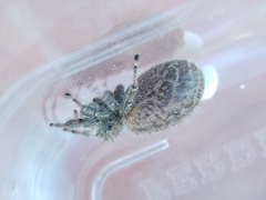 Phidippus octopunctatus