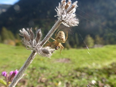 Metellina segmentata