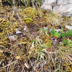 Pseudostereodon procerrimus