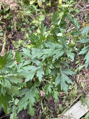 Artemisia indica