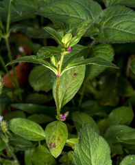 Cuphea carthagenensis