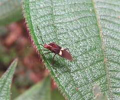 Hypselonotus interruptus