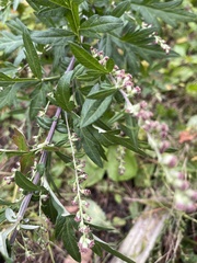 Artemisia indica