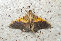 Monomorium floricola